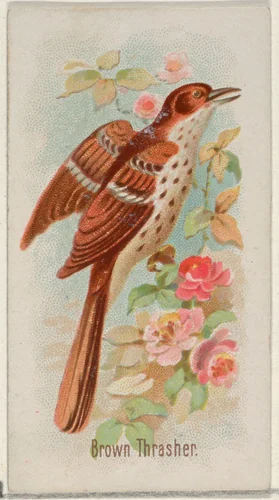 Brown Thrasher, from the Song Birds of the World series (N23) for Allen & Ginter Cigarettes by Allen & Ginter, print, 1890