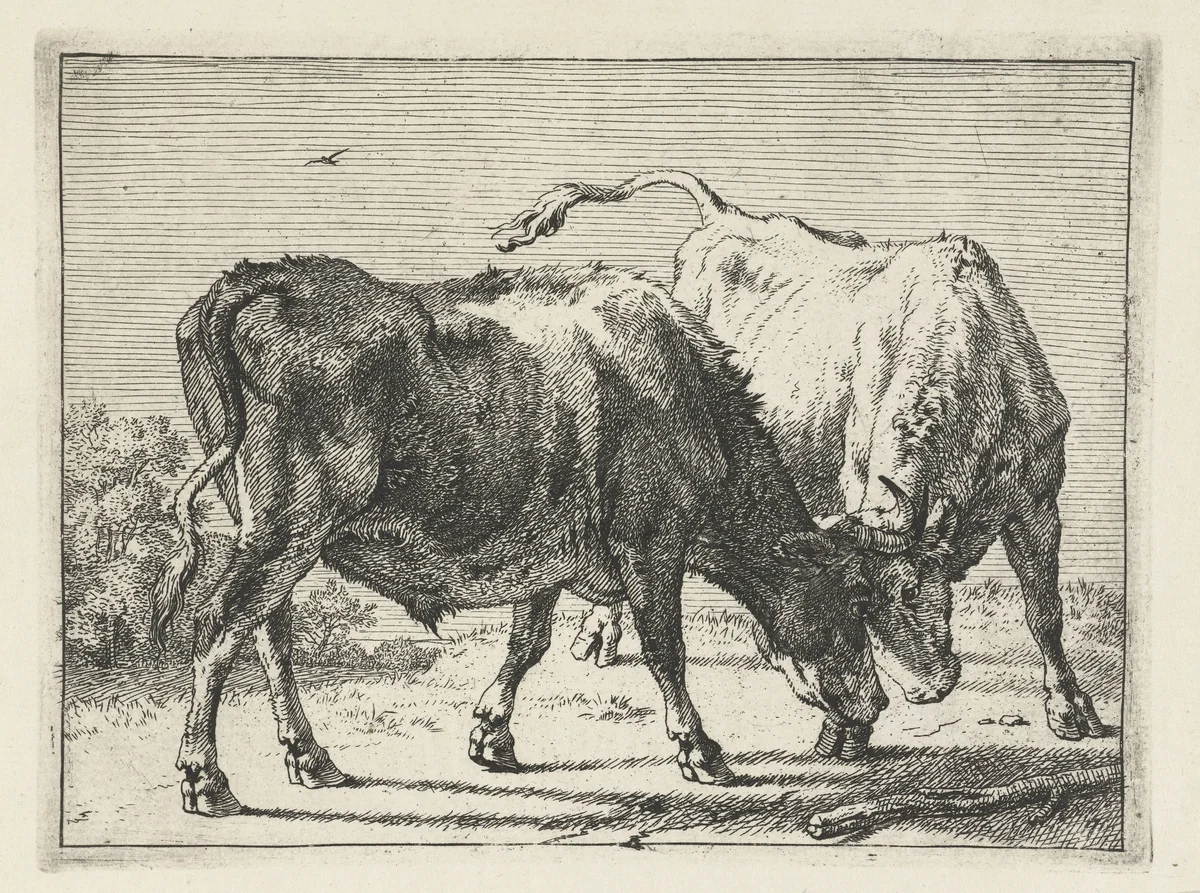 Twee vechtende ossen by Paulus Potter, print, 1650