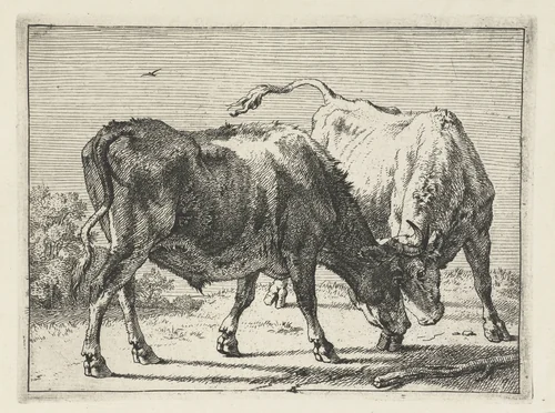 Twee vechtende ossen by Paulus Potter, print, 1650