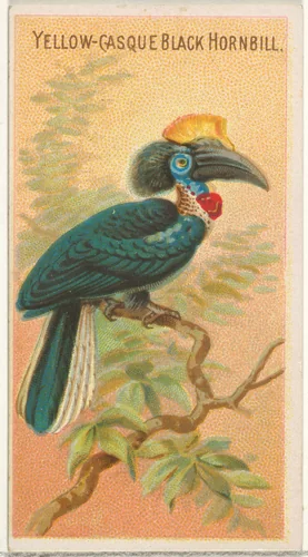 Yellow-Casque Black Hornbill, from the Birds of the Tropics series (N5) for Allen & Ginter Cigarettes Brands by Allen & Ginter, print, 1889