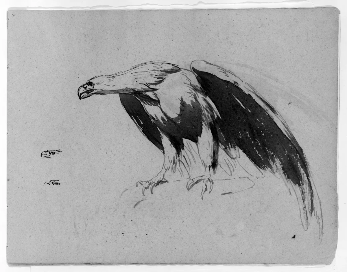 Eagle (from Sketchbook) by Thomas Sully, artwork, 1810-1820