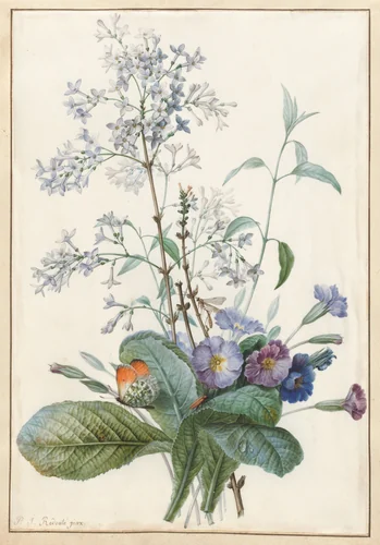 A Bouquet of Flowers with Insects by Pierre Joseph Redouté, drawing, 1759-1840
