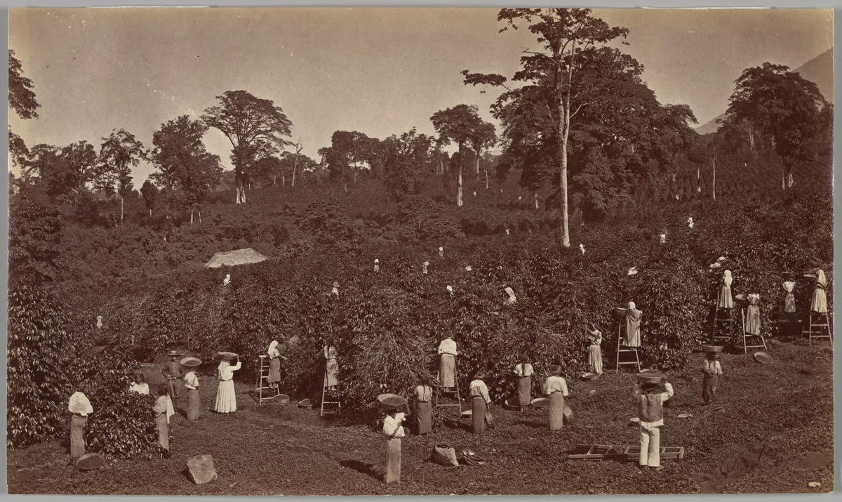 Coffee Harvesting, Las Nubes-Guatemala by Eadweard Muybridge, photograph, 1875