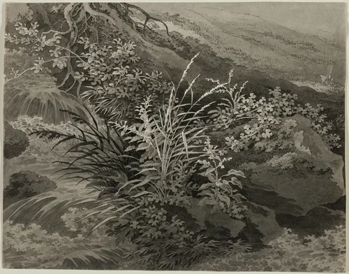 Corner of the Meadow with Reeds and Other Plants by Adrian Zingg, drawing, 1795-1805