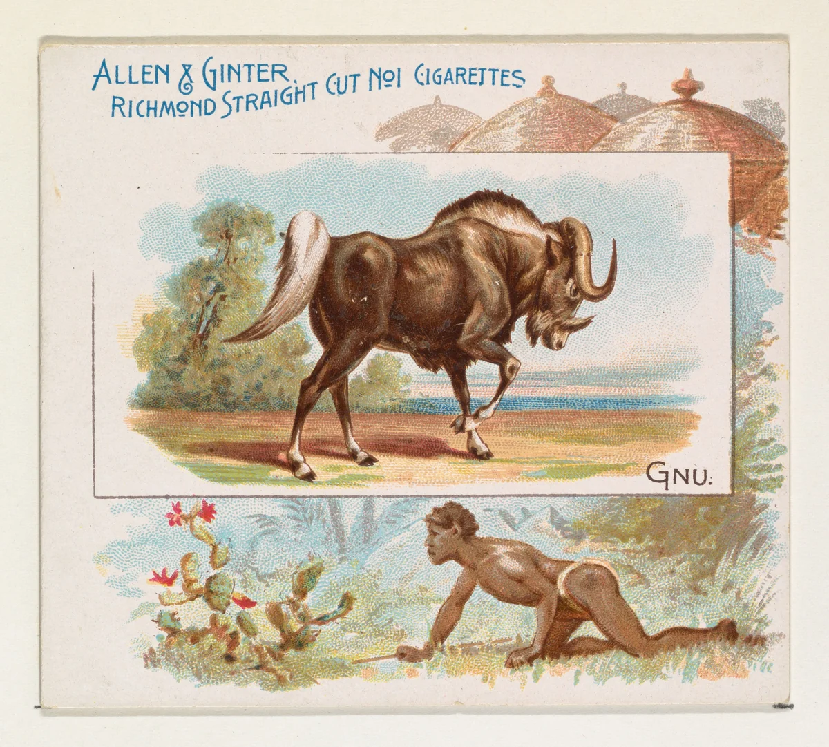 Gnu, from Quadrupeds series (N41) for Allen & Ginter Cigarettes by Allen & Ginter, print, 1890