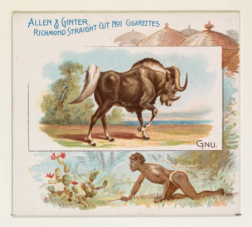 Gnu, from Quadrupeds series (N41) for Allen & Ginter Cigarettes by Allen & Ginter, print, 1890