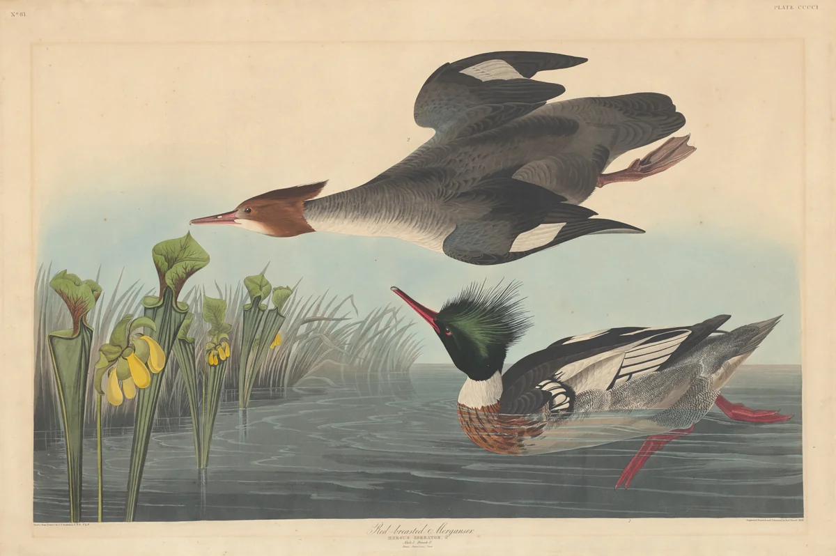 Red-breasted Merganser by Robert Havell, Jr.; John James Audubon, print, 1838