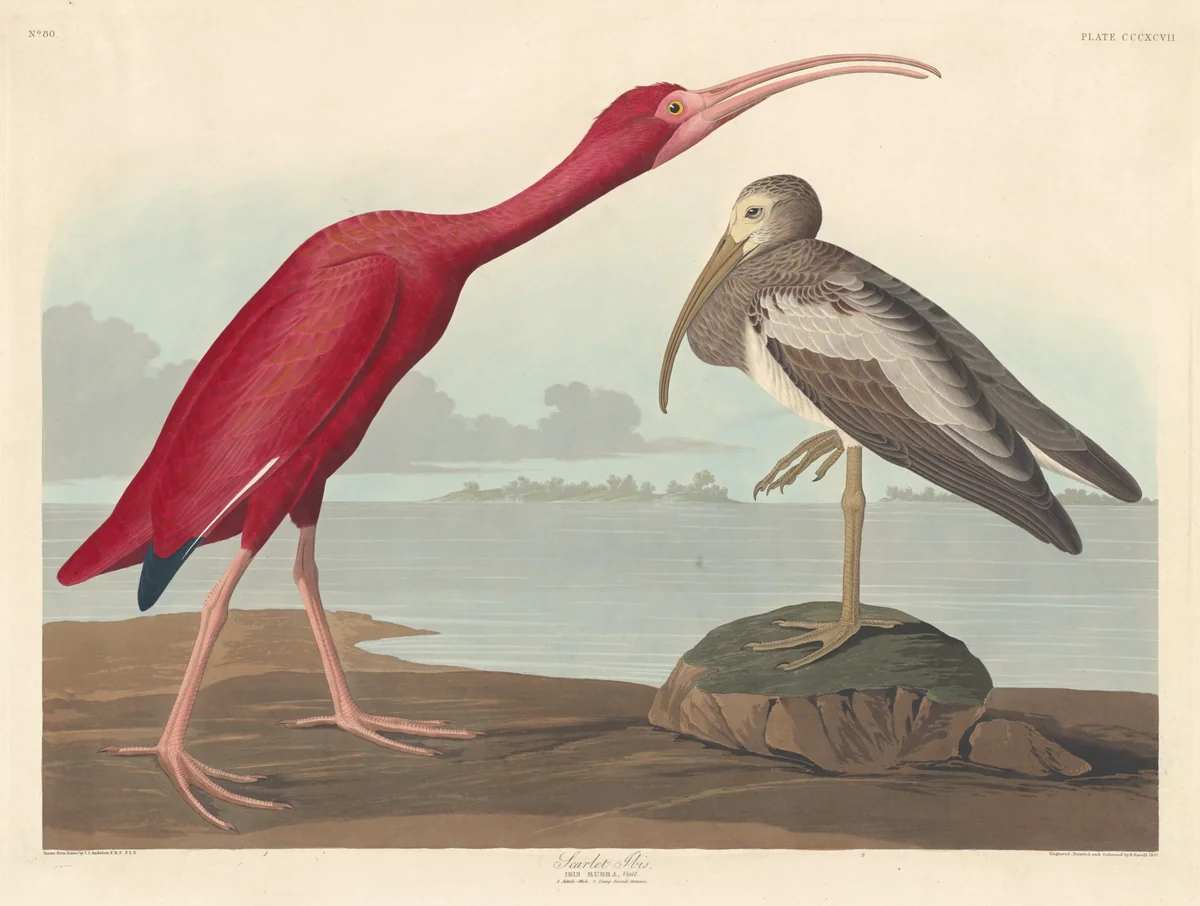 Scarlet Ibis by Robert Havell, Jr.; John James Audubon, print, 1837
