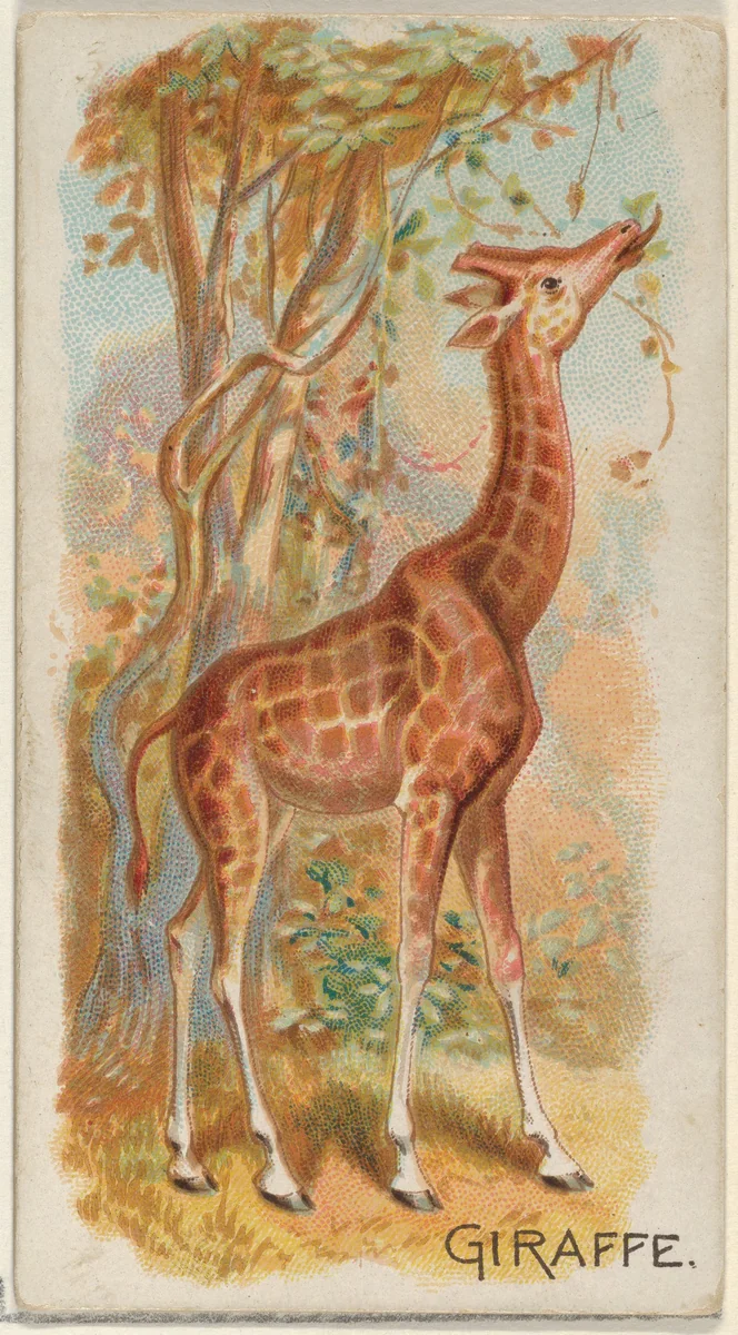 Giraffe, from the Quadrupeds series (N21) for Allen & Ginter Cigarettes by Allen & Ginter, print, 1890