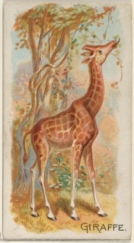 Giraffe, from the Quadrupeds series (N21) for Allen & Ginter Cigarettes by Allen & Ginter, print, 1890