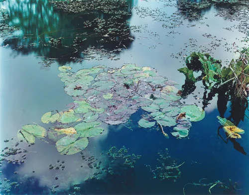 Plate V by Stephen Shore, photograph, 1977