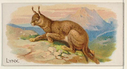 Lynx, from the Quadrupeds series (N21) for Allen & Ginter Cigarettes by Allen & Ginter, print, 1890