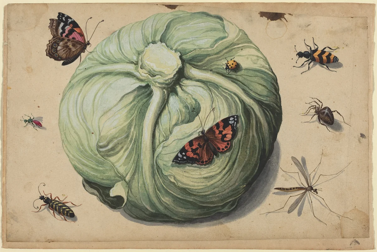 Head of Cabbage with Insects by Netherlandish 17th Century, drawing, 1600-1649