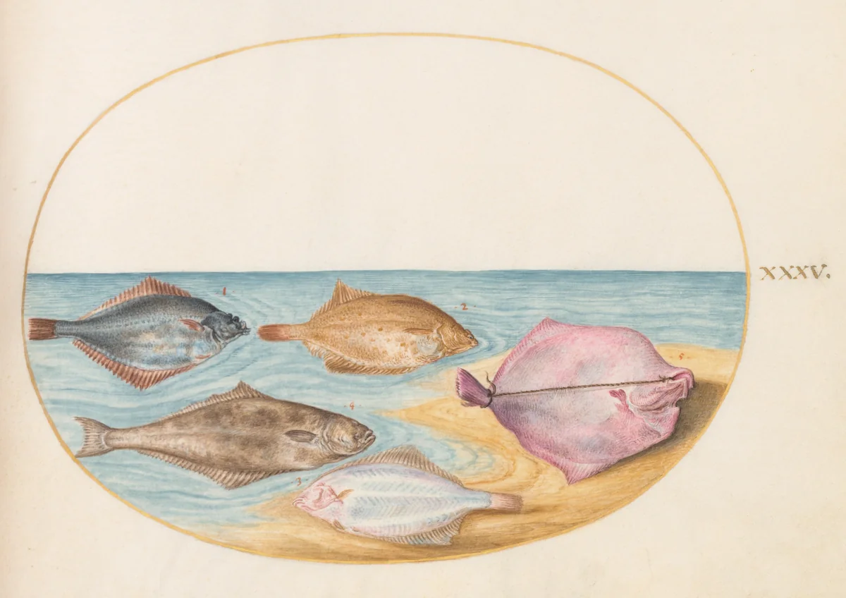 Plate 35: The Undersides of Turbot(?) and Other Flat Fish by Joris Hoefnagel, drawing, 1570-1599