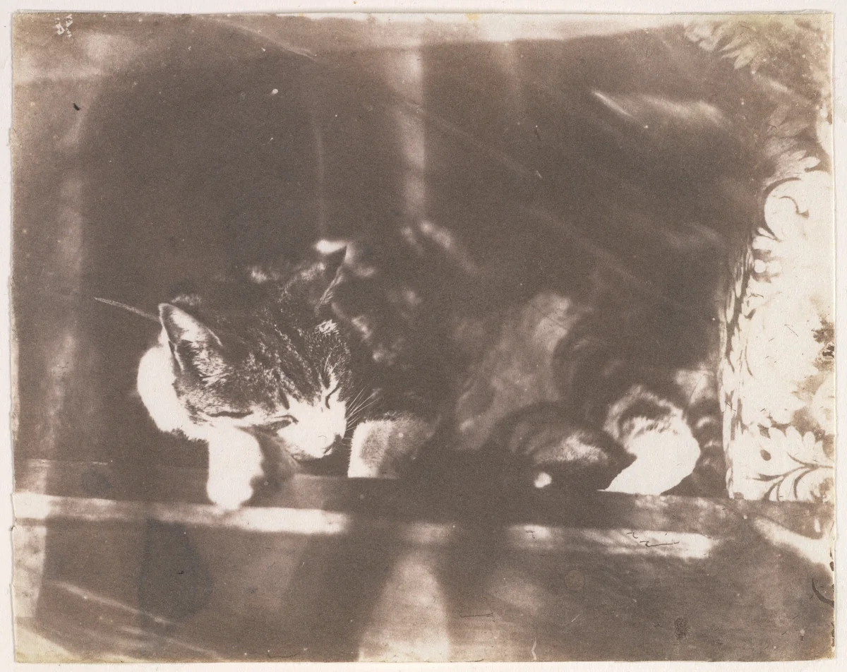 [Sleeping Cat] by Calvert Richard Jones, photograph, 1850-1855