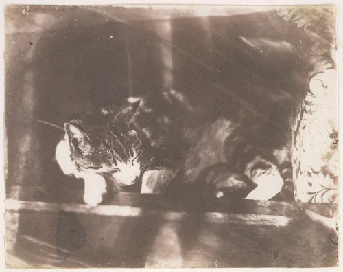 [Sleeping Cat] by Calvert Richard Jones, photograph, 1850-1855