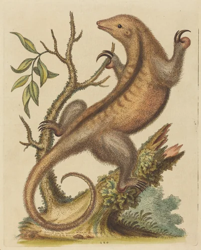 Pygmy Anteater by George Edwards, print, 1755