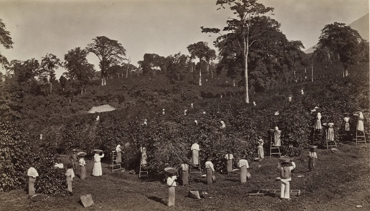Coffee Harvesting, Las Nubes - Elevation 6000 ft by Eadweard Muybridge, photograph, 1875