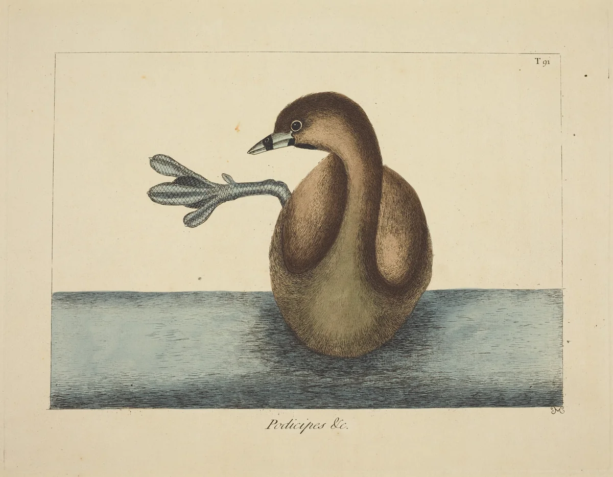 The Pied-billed Dobchick (Colymbus podiceps) by Mark Catesby, print, 1731-1743