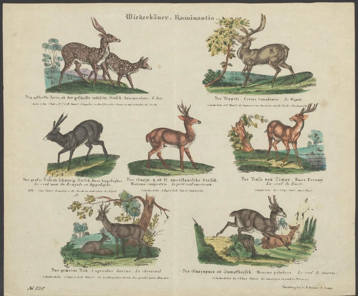 Soorten herten by anonymous, print, 1837-1868