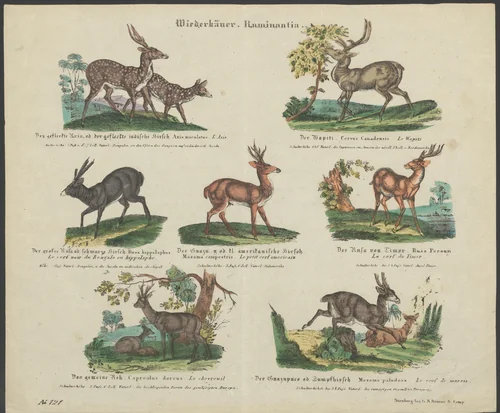 Soorten herten by anonymous, print, 1837-1868