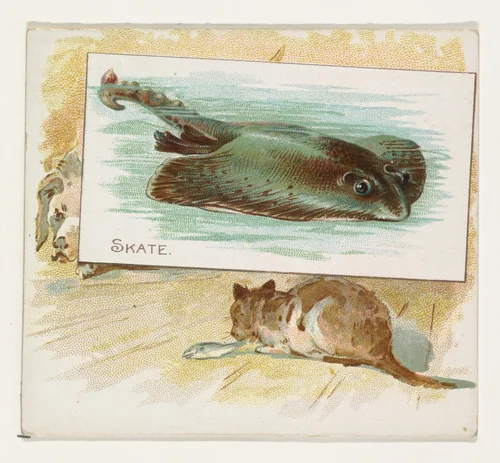 Skate, from Fish from American Waters series (N39) for Allen & Ginter Cigarettes by Allen & Ginter, print, 1889
