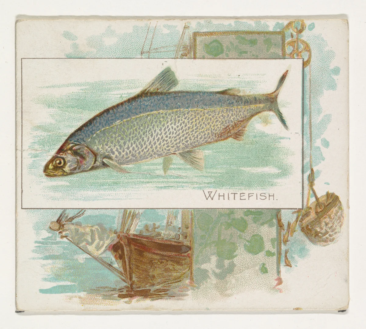 Whitefish, from Fish from American Waters series (N39) for Allen & Ginter Cigarettes by Allen & Ginter, print, 1889