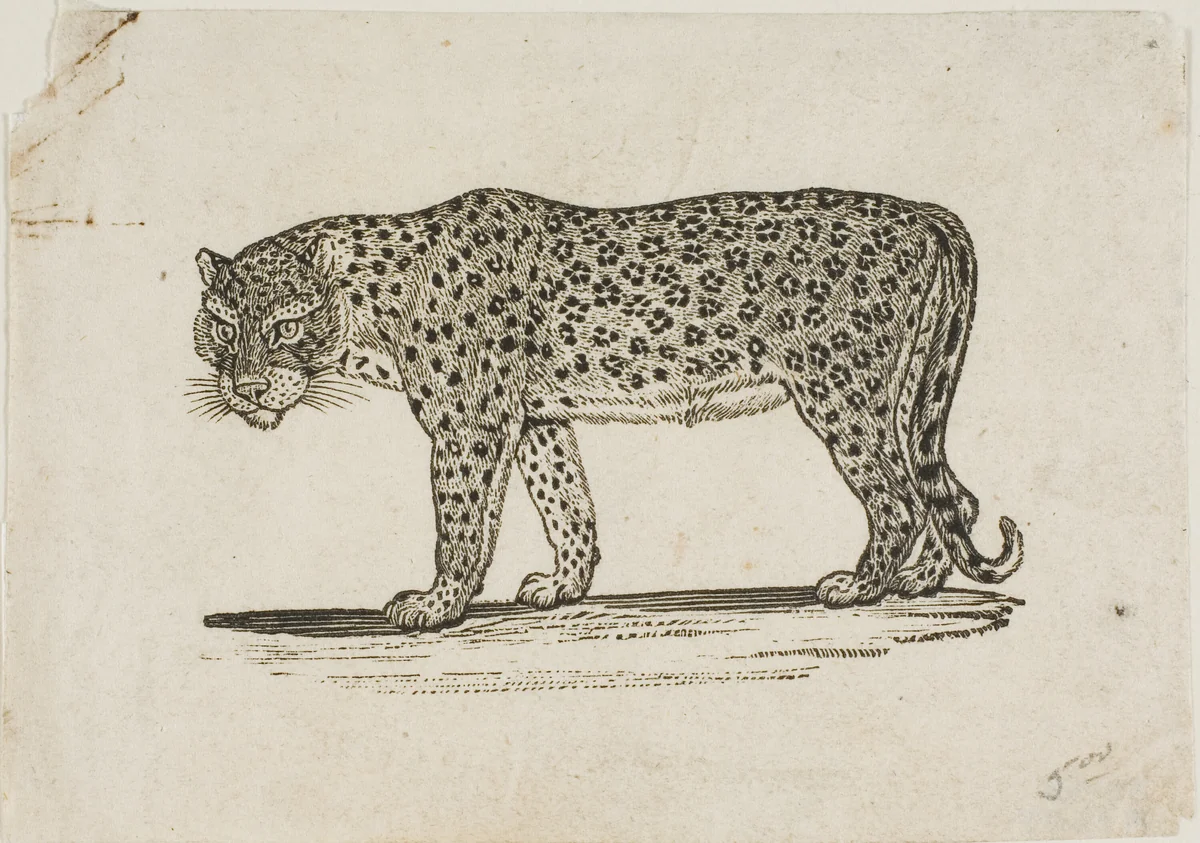 Leopard by Thomas Bewick, print, 1773-1828