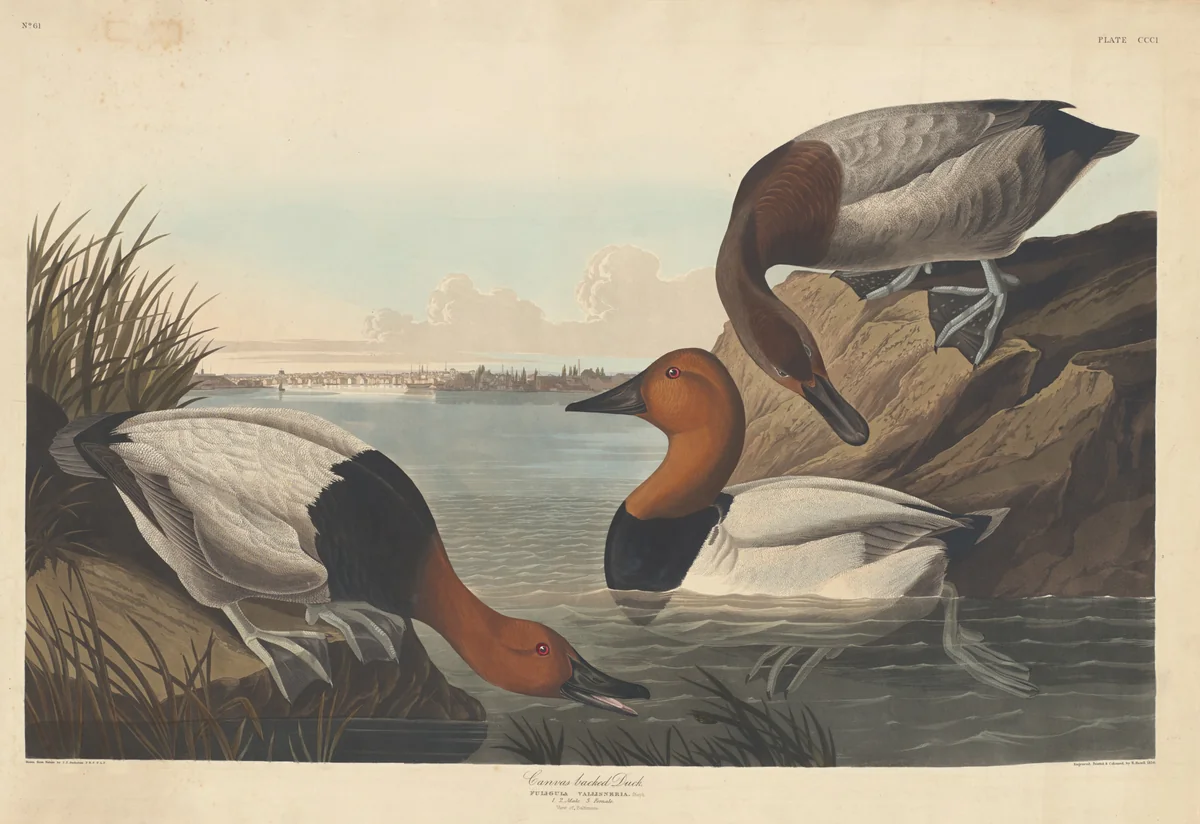 Canvas-backed Duck by Robert Havell, Jr.; John James Audubon, print, 1836