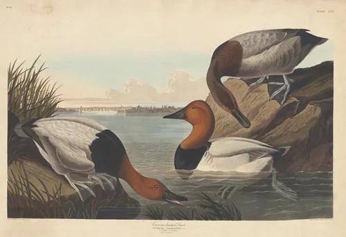 Canvas-backed Duck by Robert Havell, Jr.; John James Audubon, print, 1836