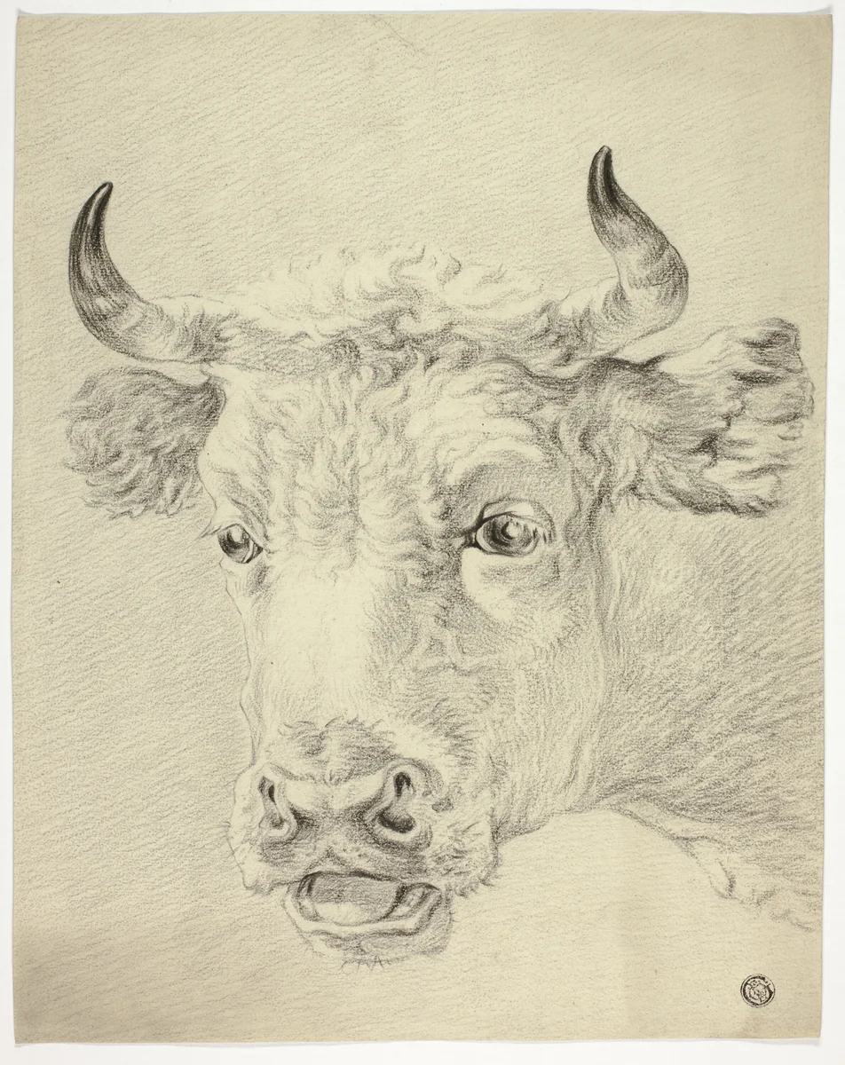Head of Cow by Paulus Potter, drawing, 1800-1899