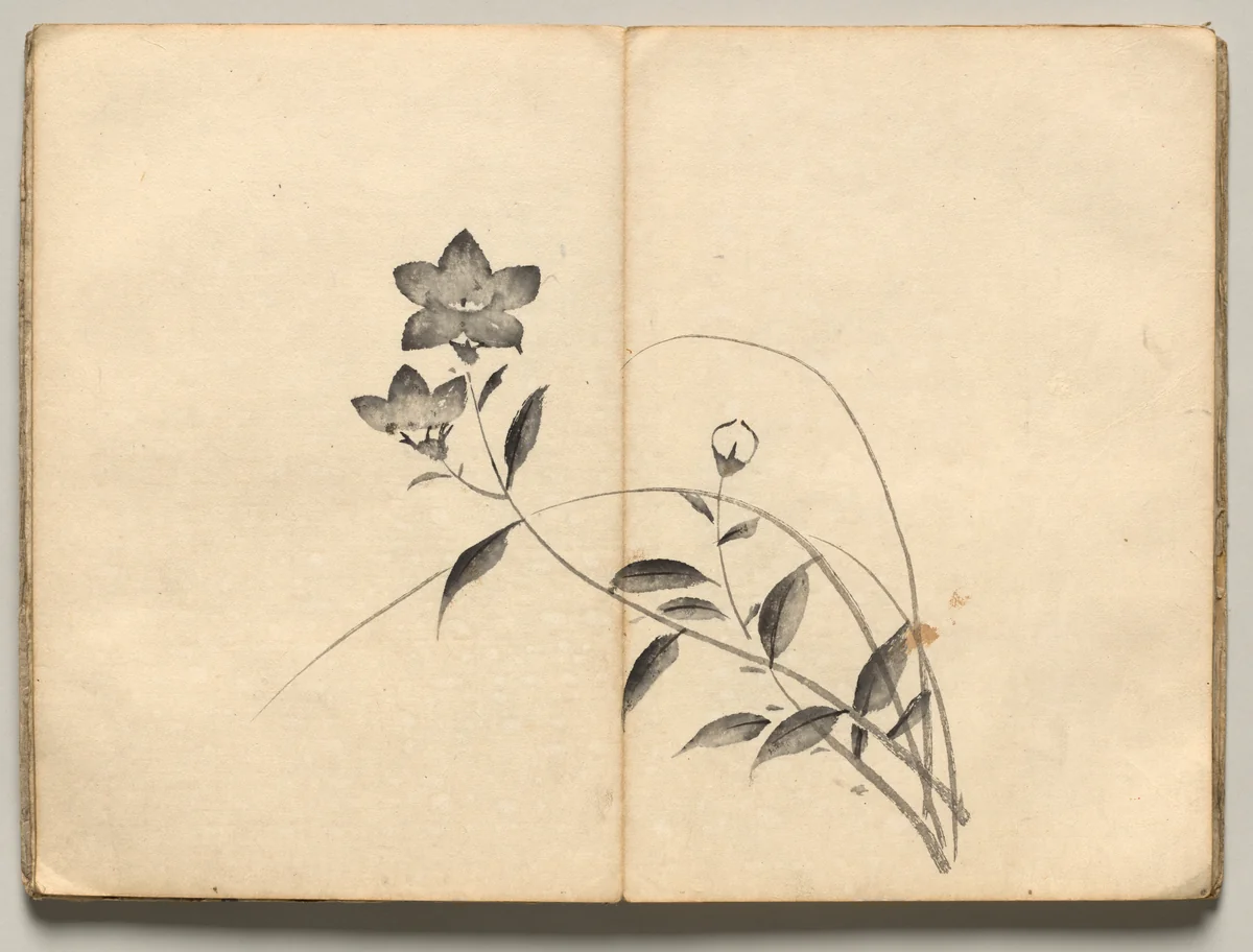 Chinese Bellflower from Ōkyo Picture Book by Maruyama Ōkyo (円山応挙), book, 1850