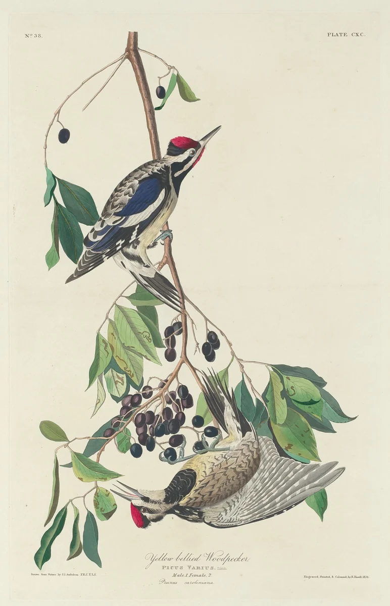 Yellow-bellied Woodpecker by Robert Havell, Jr.; John James Audubon, print, 1834