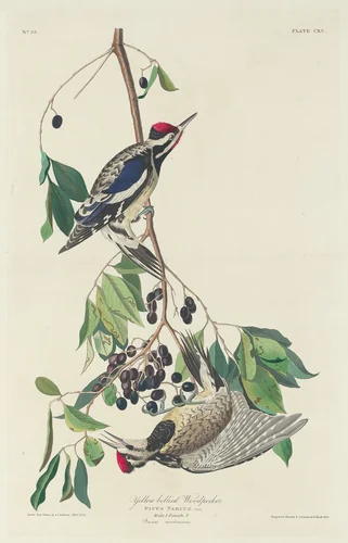 Yellow-bellied Woodpecker by Robert Havell, Jr.; John James Audubon, print, 1834