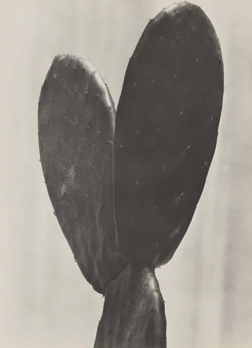 Cactus by Tina Modotti, photograph, 1925