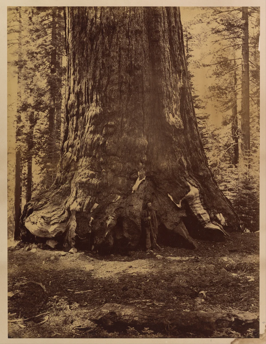 Section of the Grizzly Giant with Galen Clark, Mariposa Grove, Yosemite by Carleton E. Watkins, photograph, 1865-1866