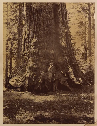 Section of the Grizzly Giant with Galen Clark, Mariposa Grove, Yosemite by Carleton E. Watkins, photograph, 1865-1866