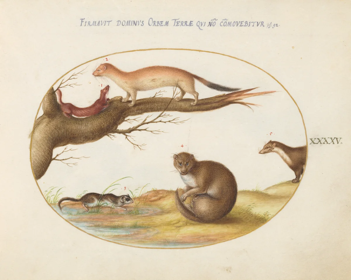 Plate 45: Weasels, a Ferret, and a "Nut Mouse" by Joris Hoefnagel, drawing, 1570-1599