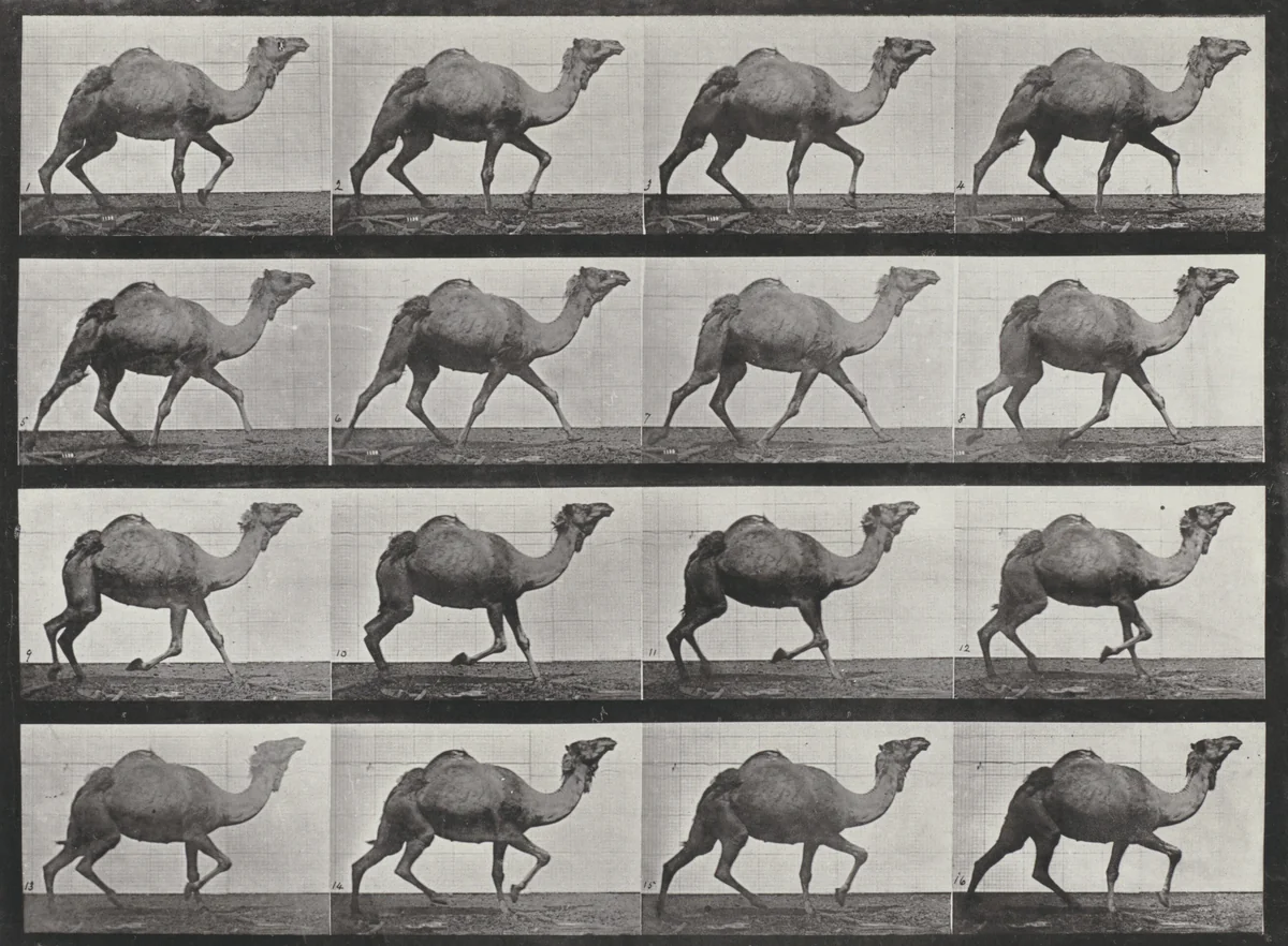 Plate Number 736. Egyptian camel racking by Eadweard Muybridge, photograph, 1887