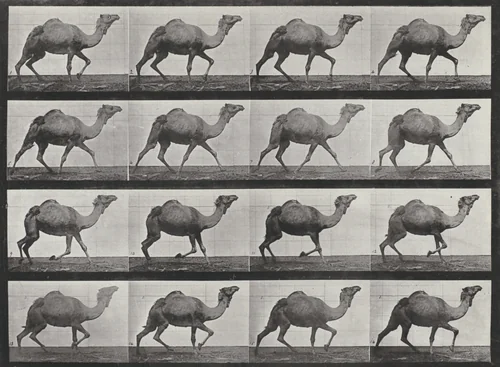 Plate Number 736. Egyptian camel racking by Eadweard Muybridge, photograph, 1887