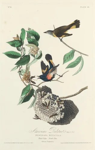 American Redstart by Robert Havell, Jr.; John James Audubon, print, 1828