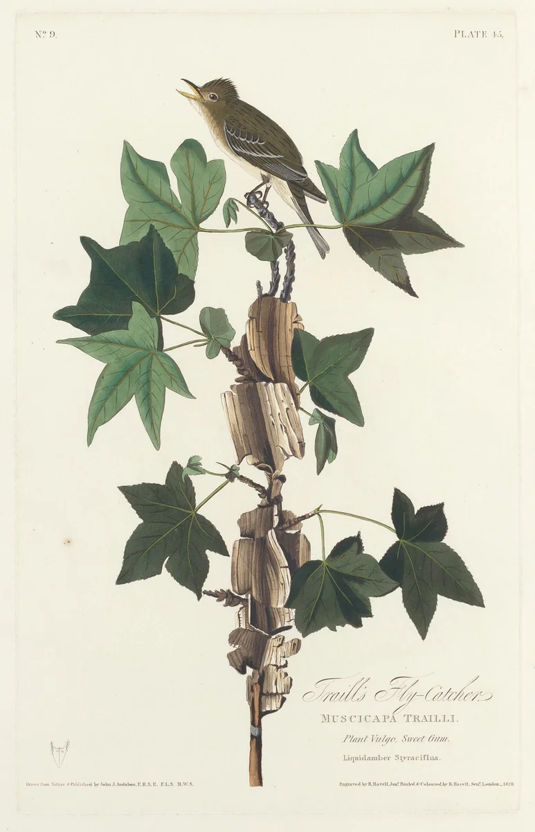 Traill's Flycatcher by Robert Havell, Jr.; John James Audubon, print, 1828