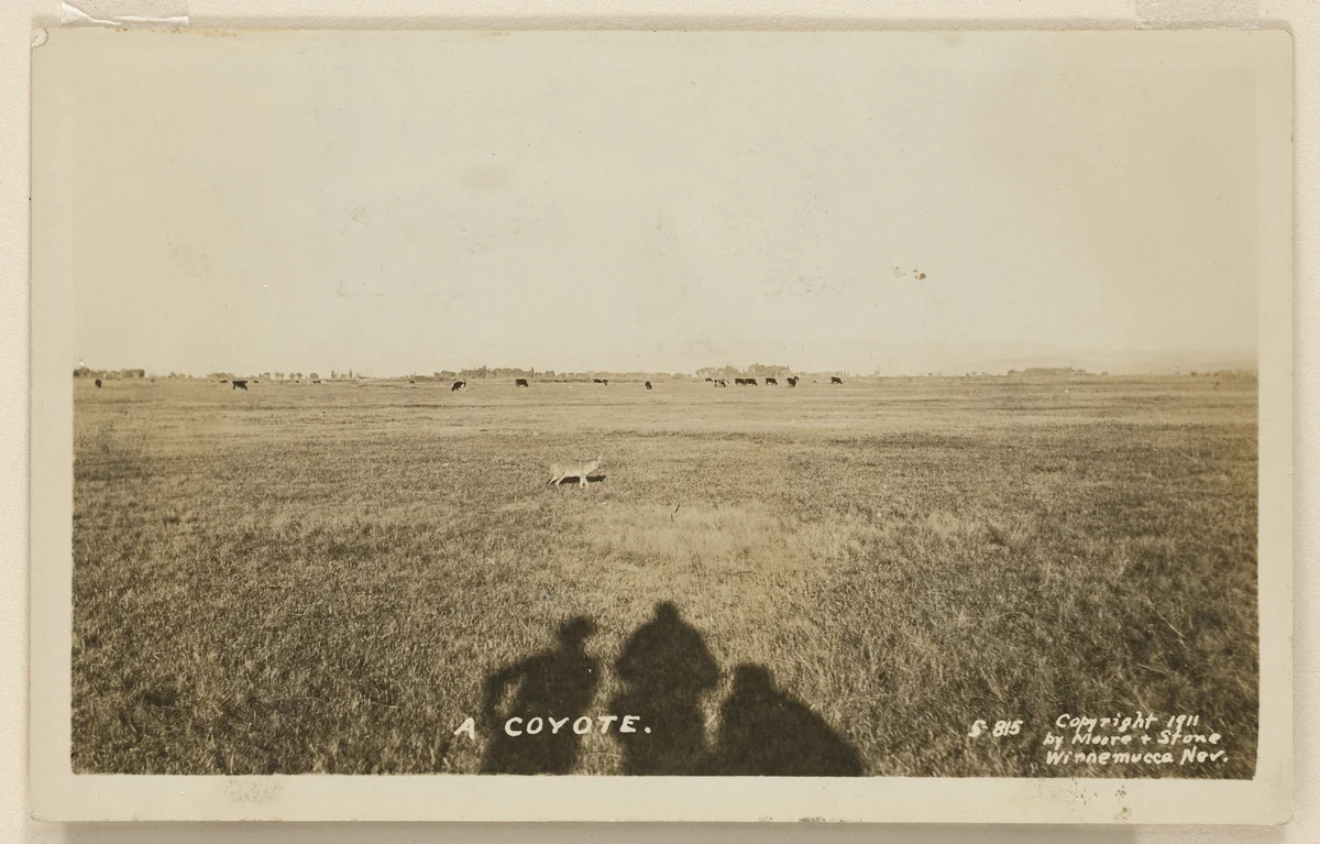 Untitled by Unidentified Photographer, photograph, 1911