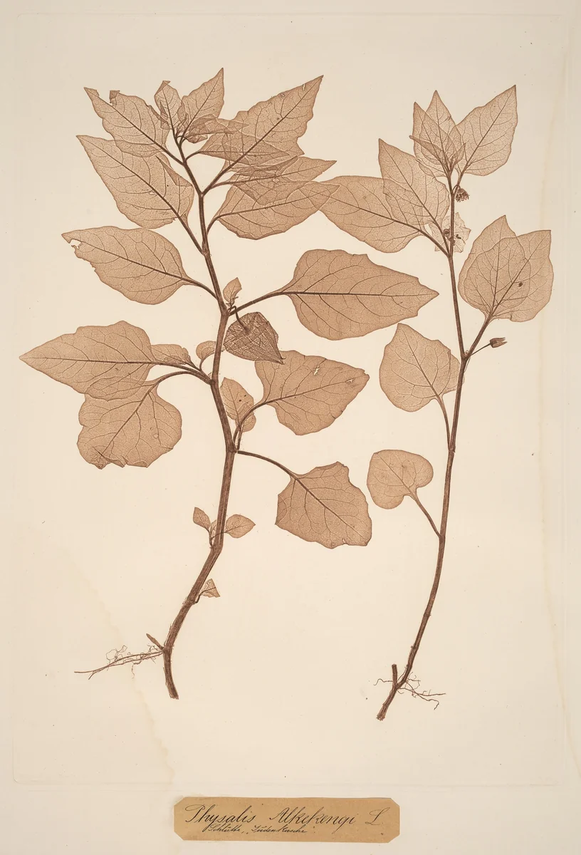 Physalis Alkekengi by Alois Pokorny, Constetin von Ettinghausen, print, 1856
