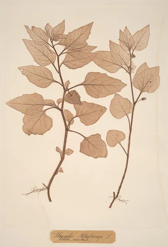 Physalis Alkekengi by Alois Pokorny, Constetin von Ettinghausen, print, 1856
