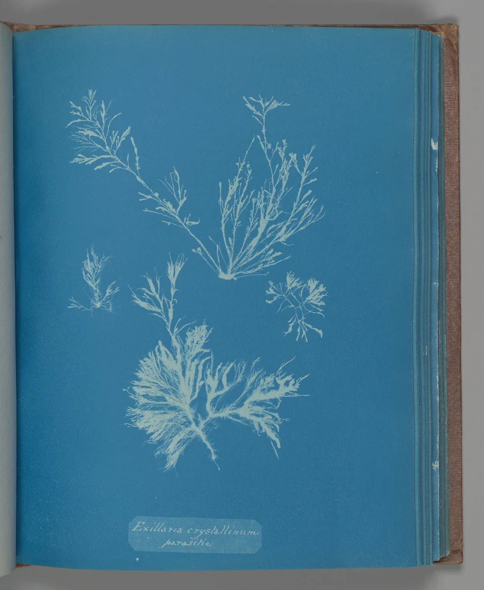 Exillaria crystallinum parasitic by Anna Atkins, photograph, 1851-1855