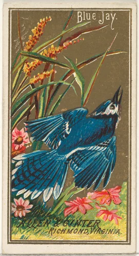 Blue Jay, from the Birds of America series (N4) for Allen & Ginter Cigarettes Brands by Allen & Ginter, print, 1888
