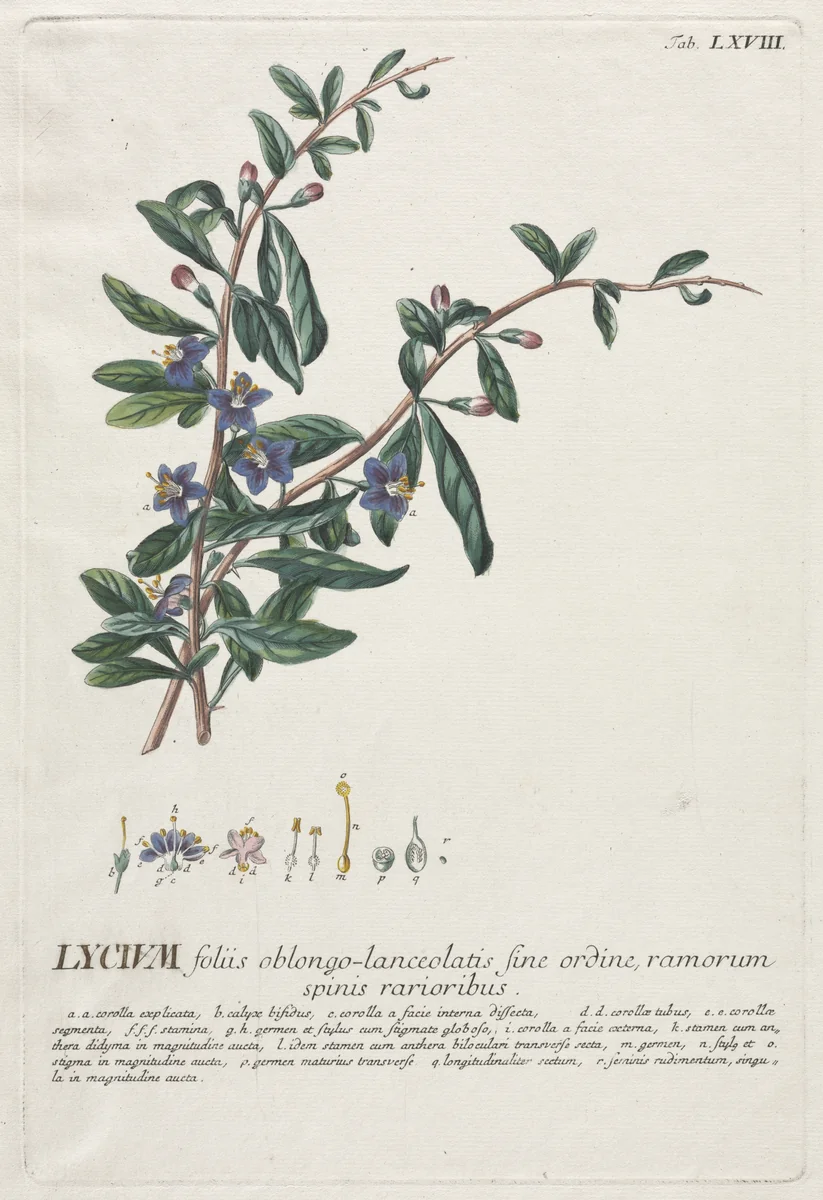 Plantae Selectae: No. 68 - Lycium by Georg Dionysius Ehret, print, 1773