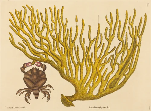 The Red Clawed Crab (Cancer erythropus) by Mark Catesby, print, 1731-1743