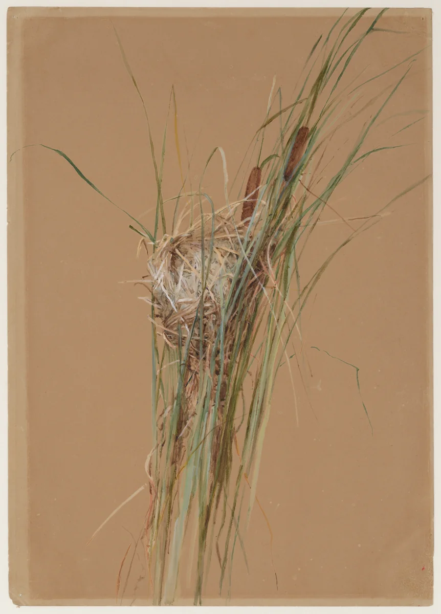 Bird's Nest in Cattails by Fidelia Bridges, artwork, 1875